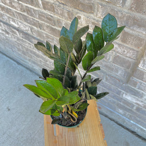 ZZ Ravens 6 Inch Pot
