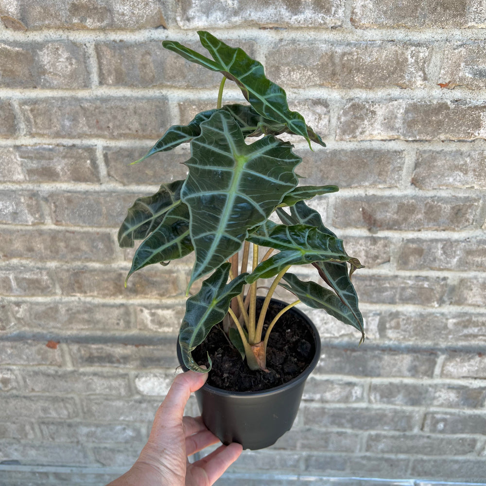 Alocasia Polly