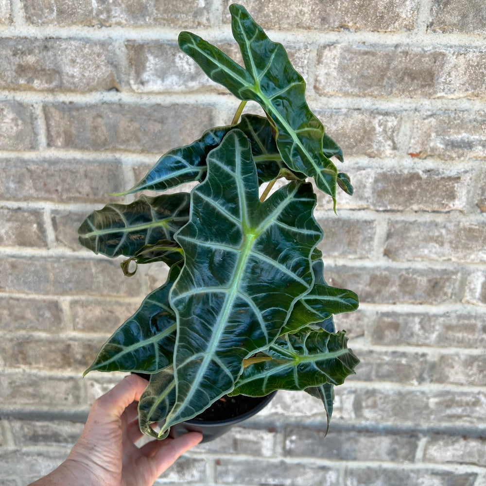 Alocasia Polly