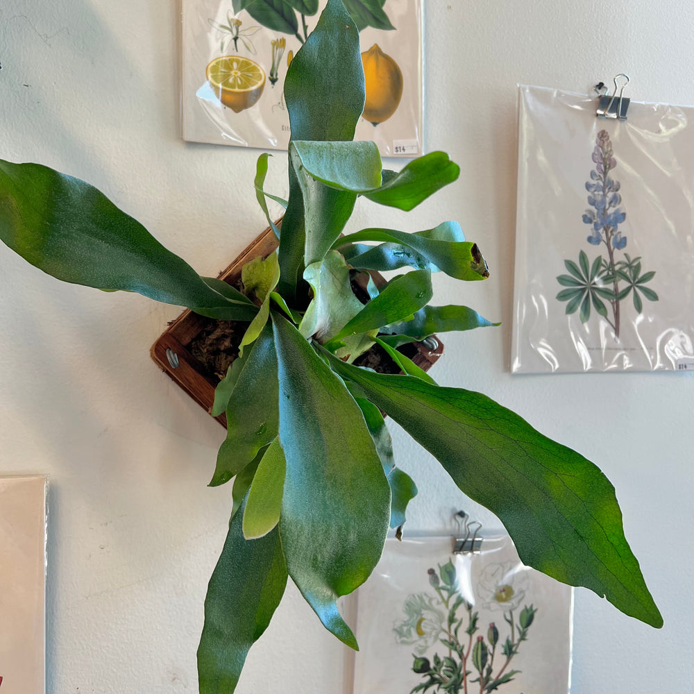 Staghorn Fern
