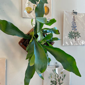 Staghorn Fern