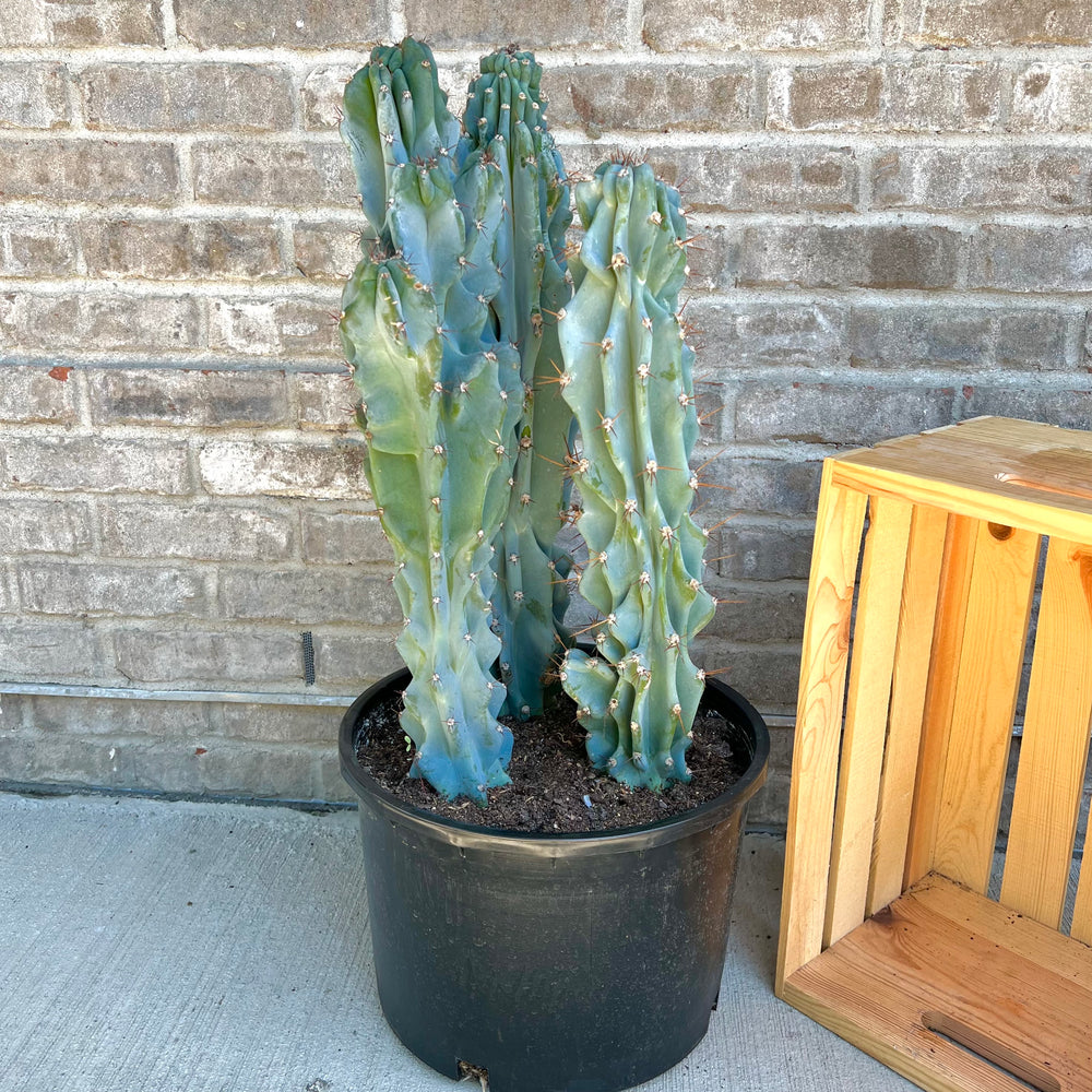 Cereus Monstrose