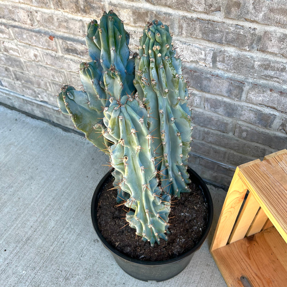 Cereus Monstrose