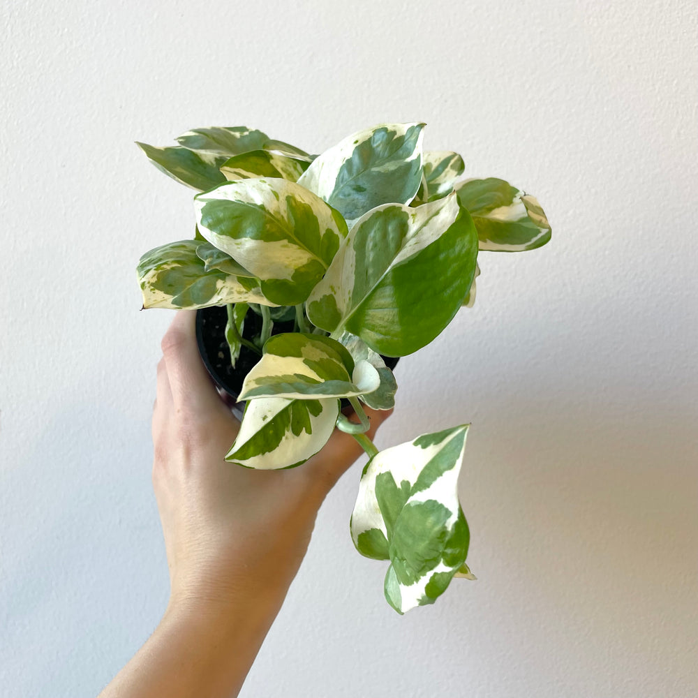 Pearls & Jade Pothos