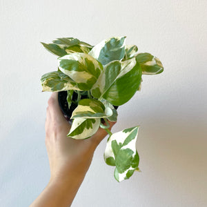 Pearls & Jade Pothos