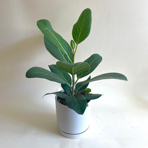 Ficus Audrey