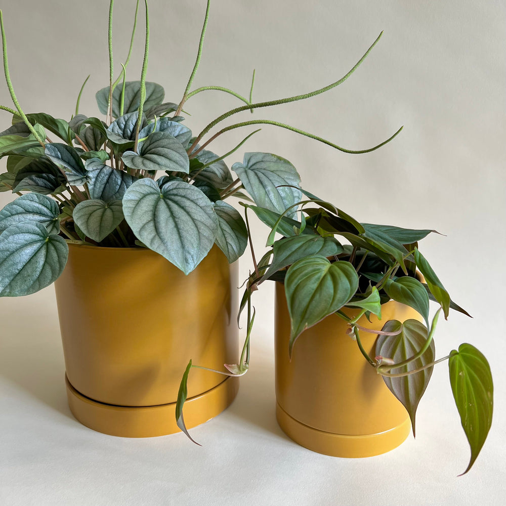 Mustard Planter