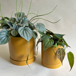 Mustard Planter