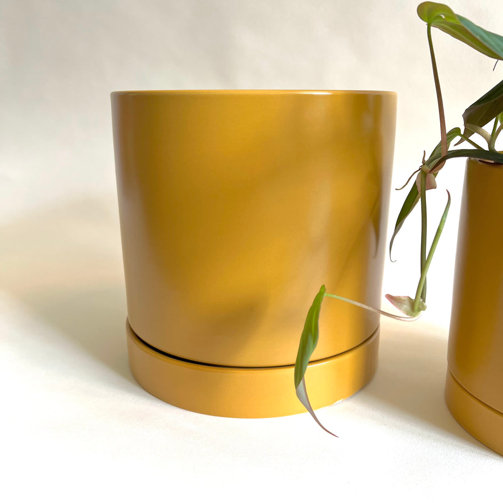 Mustard Planter