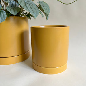 Mustard Planter