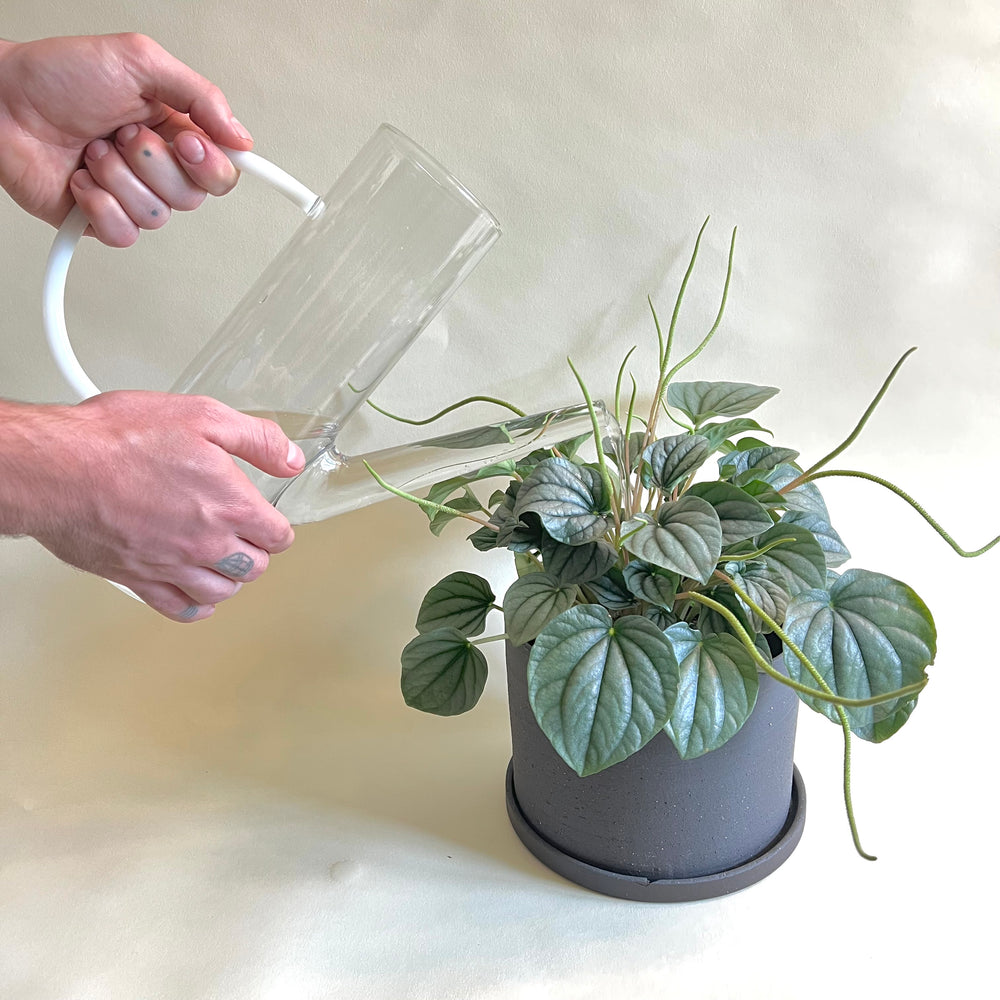 Arlo Watering Can