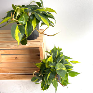 Philodendron Brazil