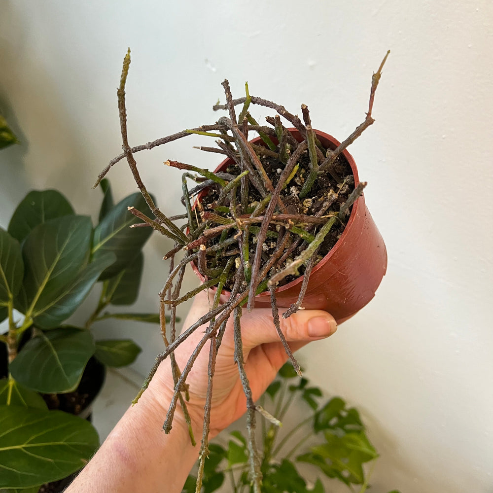 Bundle of Sticks Succulent