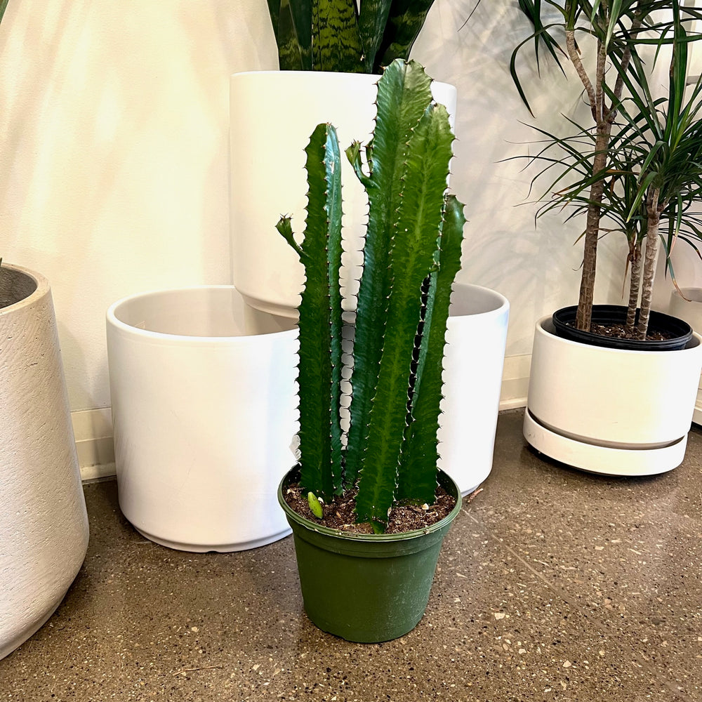 Euphorbia Cactus 8 inch