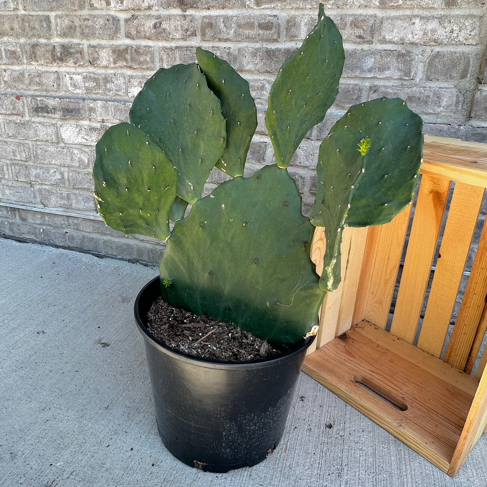 Prickly Pear Cactus