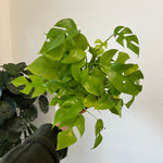Monstera Minima