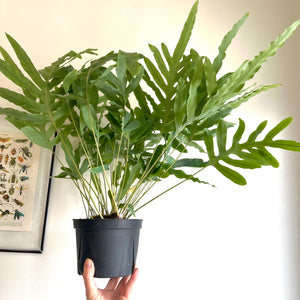 Blue Star Fern