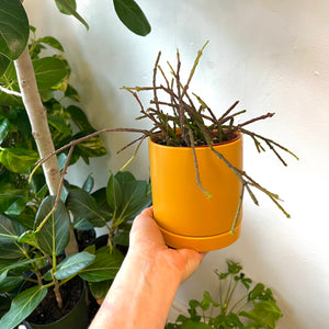 Bundle of Sticks Succulent