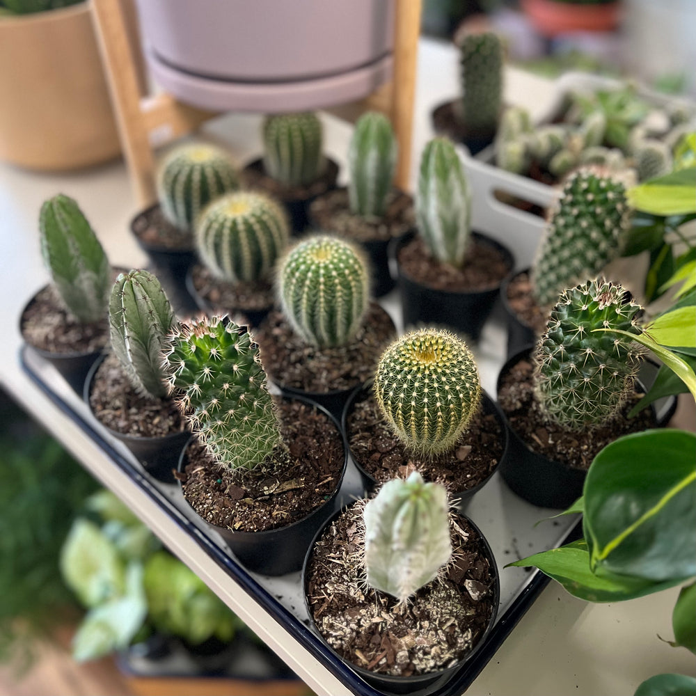 Cactus Assorted