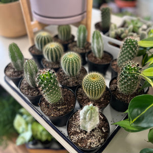 Cactus Assorted
