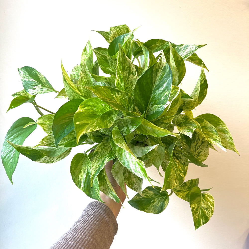 Pothos white marble
