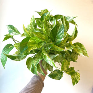 Pothos white marble