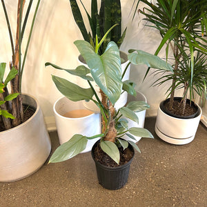 Philodendron Hastatum "Silver Sword" Totem
