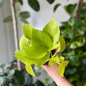 Neon Pothos 4 Inch Pot