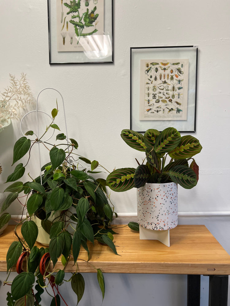 Red Maranta Calathea