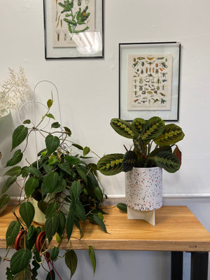 Red Maranta Calathea
