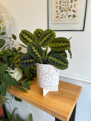 Red Maranta Calathea