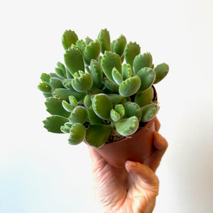 Cotyledon Bear Claw