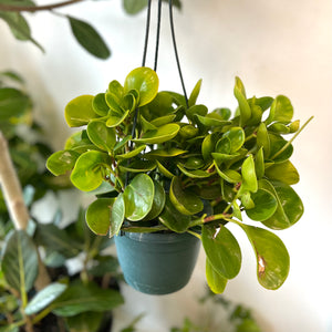 Peperomia Obtusifolia