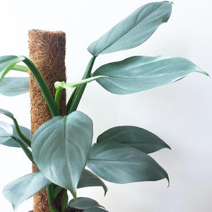 Philodendron Hastatum "Silver Sword" Totem