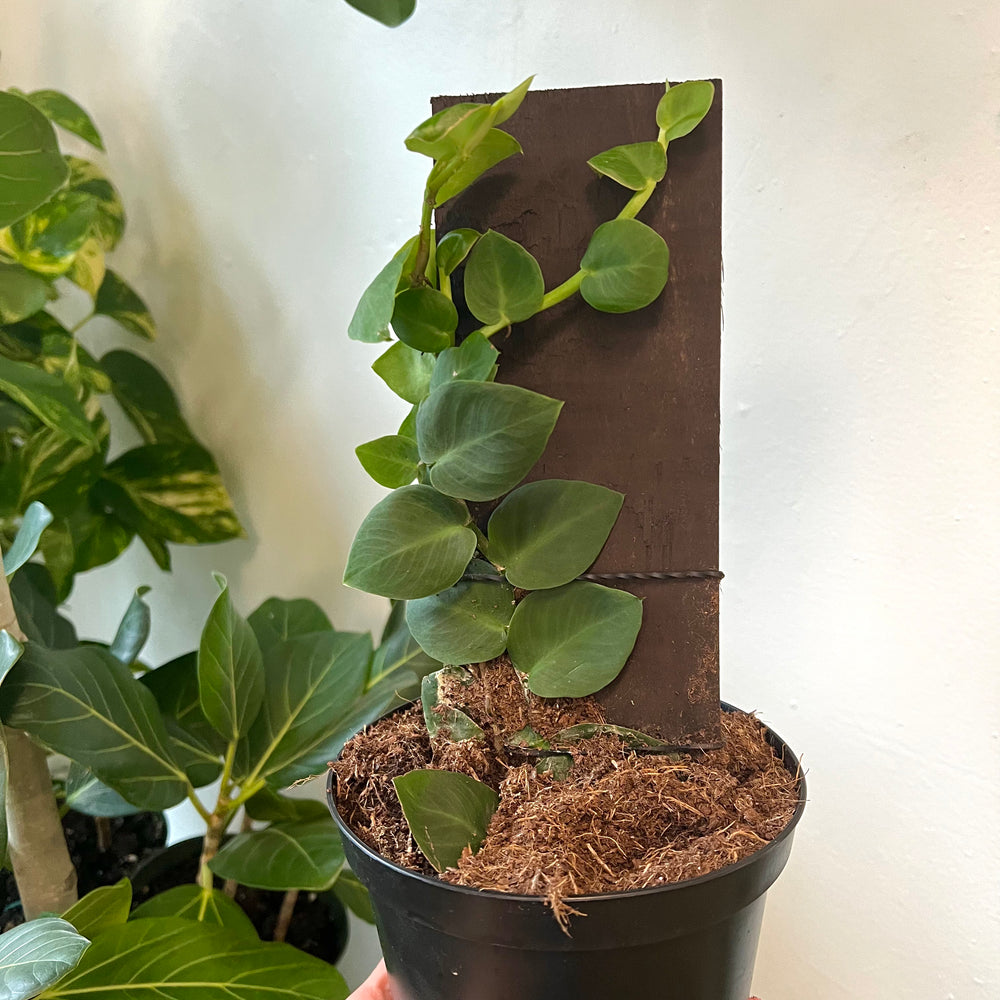 Shingle Plant