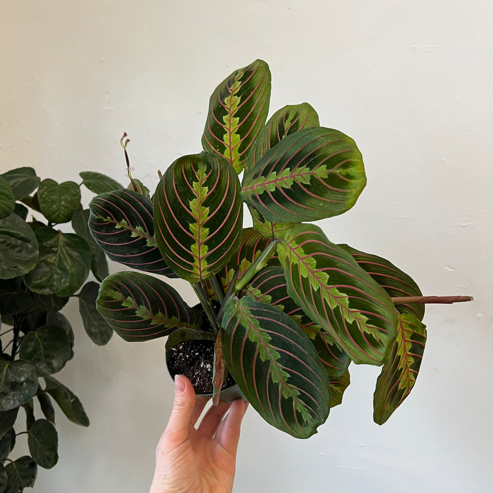 Red Maranta Calathea