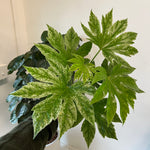 Fatsia Japonica