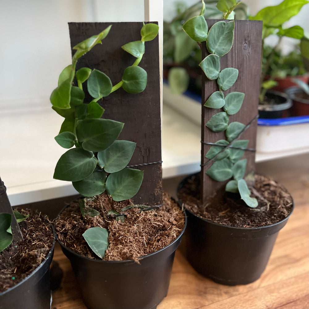 Shingle Plant